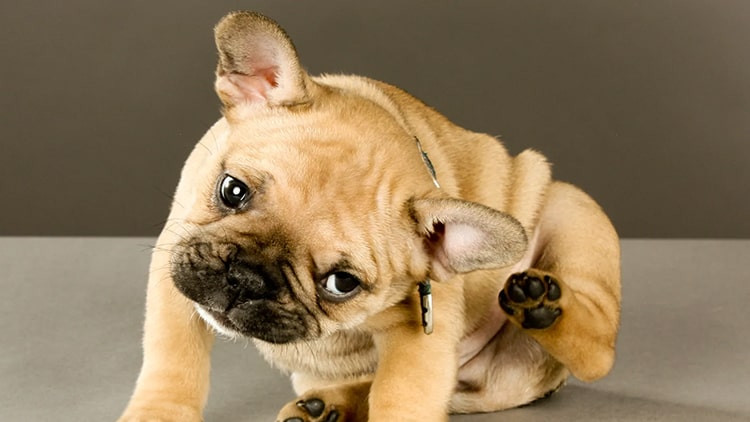 Mengatasi Jamur pada Anjing dengan Cara Aman dan Efektif