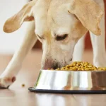 Solusi Nutrisi untuk Anjing Dewasa dengan Pencernaan Sensitif